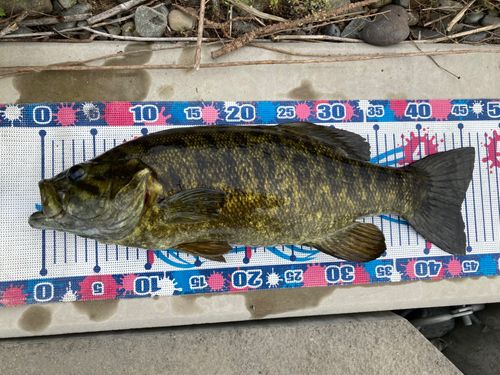 スモールマウスバスの釣果