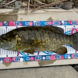 スモールマウスバス