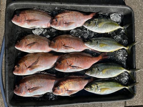 シマアジの釣果