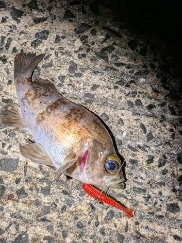 シロメバルの釣果