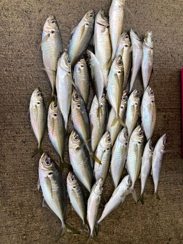 アジの釣果
