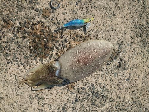モンゴウイカの釣果