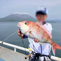 マダイ