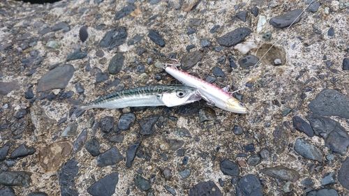 サバの釣果