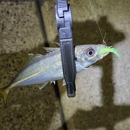 アジ