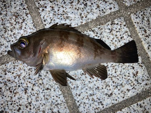 シロメバルの釣果