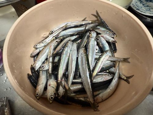 カタクチイワシの釣果
