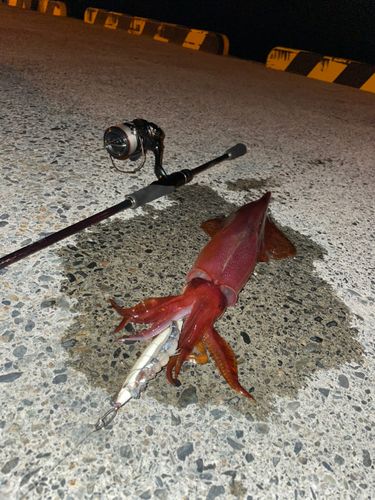 ケンサキイカの釣果