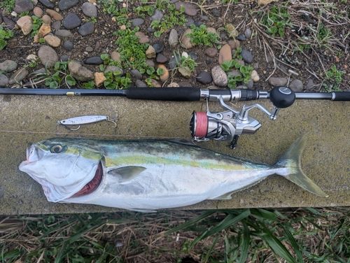 ワラサの釣果