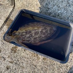 コウイカ