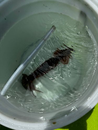 スルメイカの釣果