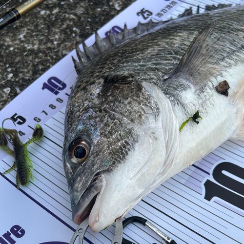 キビレの釣果