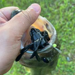 ブラックバス