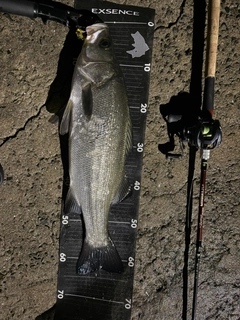 ヒラスズキの釣果