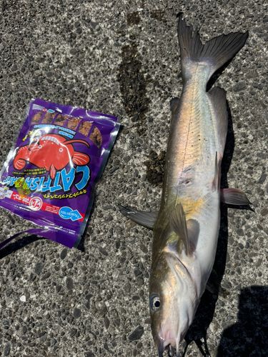 アメリカナマズの釣果