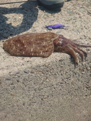 モンゴウイカの釣果