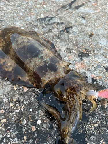 アオリイカの釣果