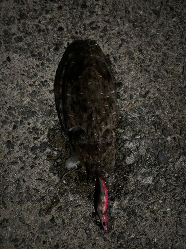 コウイカの釣果