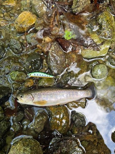 イワナの釣果