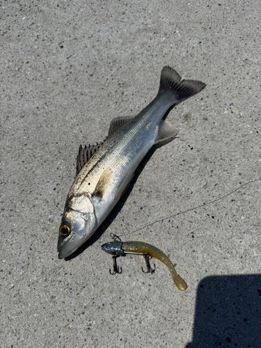 セイゴ（ヒラスズキ）の釣果