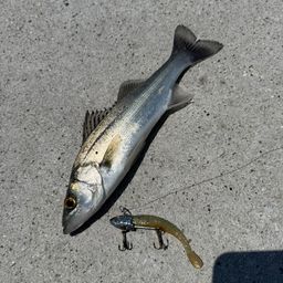 セイゴ（ヒラスズキ）