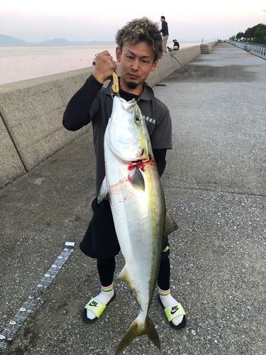 ブリ