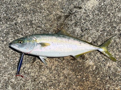 ハマチの釣果
