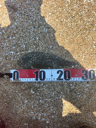 シタビラメの釣果