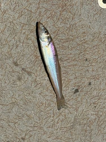 シロギスの釣果