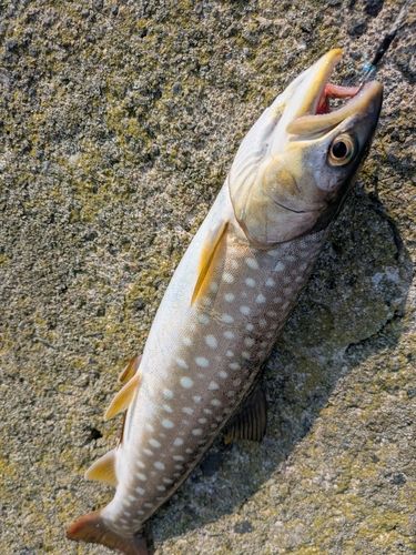 アメマスの釣果