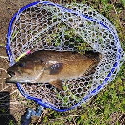 スモールマウスバス