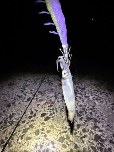ヒイカの釣果