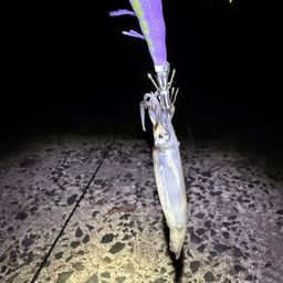 ヒイカ