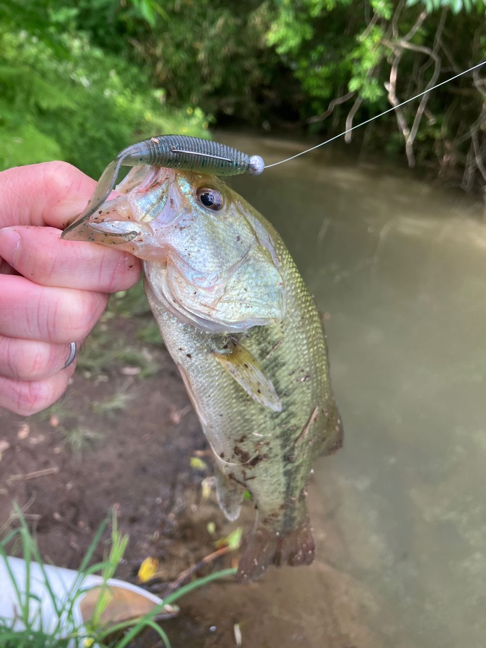 バス喜知 さんの 2025年05月12日のブラックバスの釣り・釣果情報(熊本