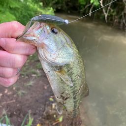 バス喜知 さんの 2025年05月12日のブラックバスの釣り・釣果情報(熊本