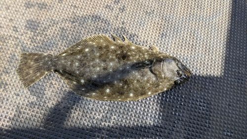 ソゲの釣果