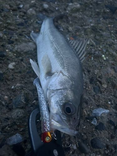 セイゴ（マルスズキ）の釣果