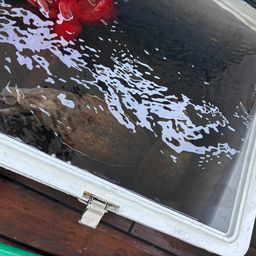コウイカ