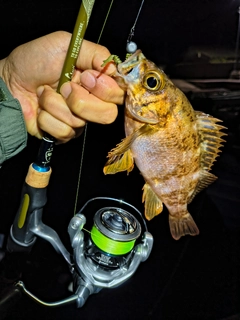 メバルの釣果