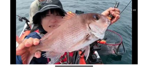 マダイの釣果