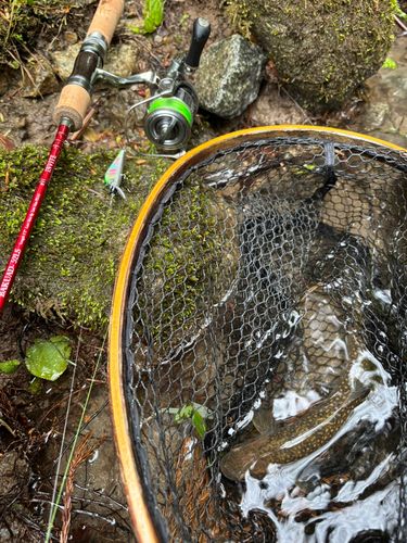 イワナの釣果