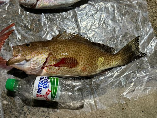 オオモンハタの釣果