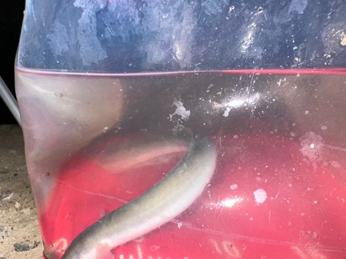 ウナギの釣果