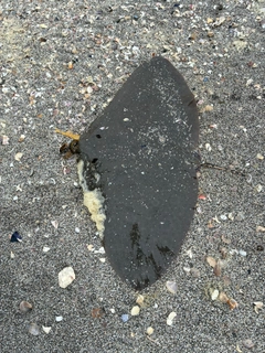 ツバクロエイの釣果