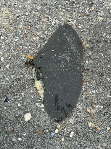 ツバクロエイの釣果