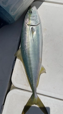ハマチの釣果