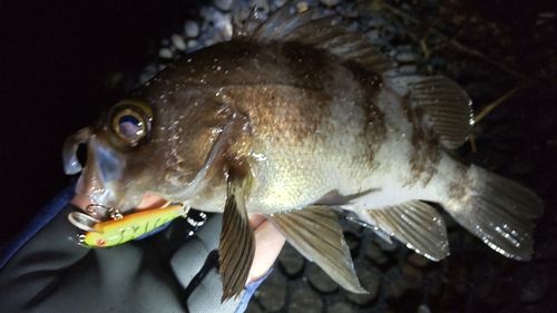 メバルの釣果