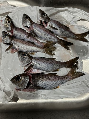 クロムツの釣果
