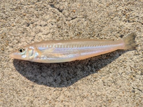 シロギスの釣果