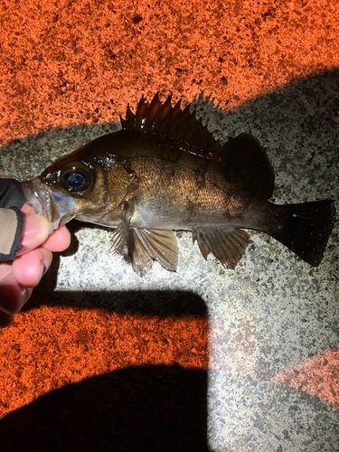 メバルの釣果